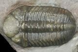 Two Austerops Trilobites With Belenopyge-Like Lichid - Jorf #154202-10